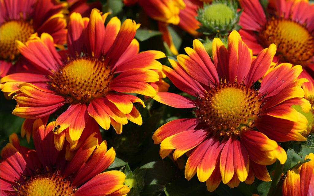 Gallardias