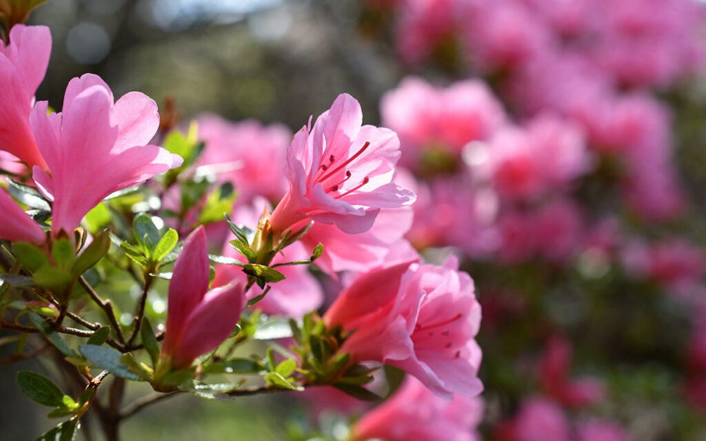 Azaleas